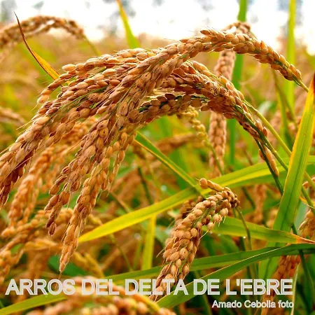 Сasa de vacaciones Paquita - Delta De L'ebre *